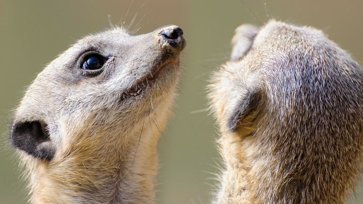 feed your ex to a meerkat