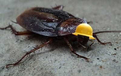 Workplace pests: Idiopathic mutual irritants