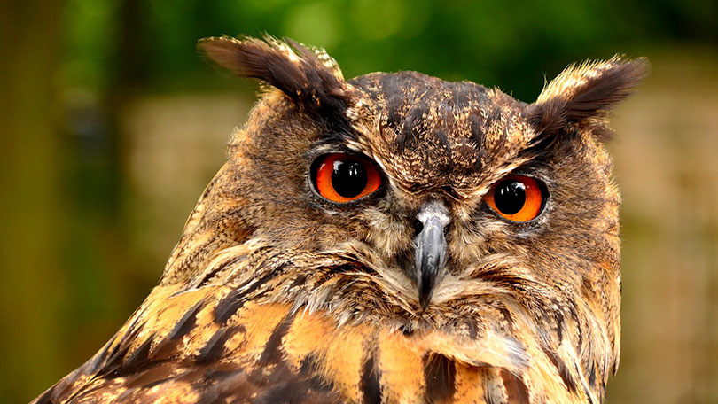 owl shown as domestic violence expert